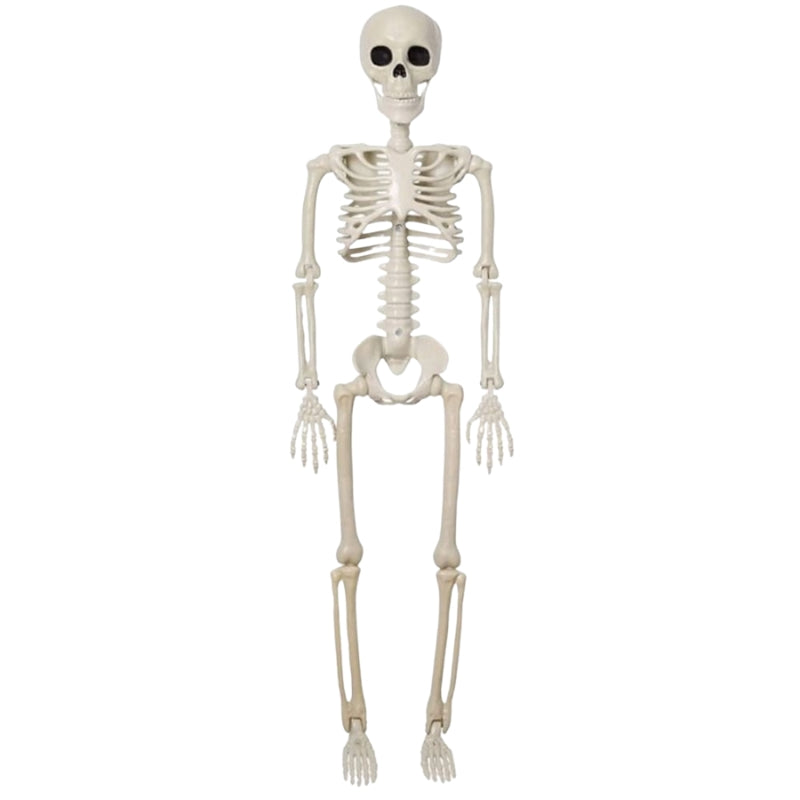 BoneBuddy – Human-Size Skeleton for Halloween and Seasonal Decorations